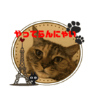 キジトラのネコ（個別スタンプ：8）