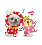 ペキニーズ(おとしられお編)♪（個別スタンプ：4）