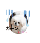 ペキニーズ(おとしられお編)♪（個別スタンプ：7）