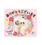 ペキニーズ(おとしられお編)♪（個別スタンプ：14）