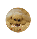 モコちゃんスタンプス（個別スタンプ：3）