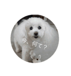 モコちゃんスタンプス（個別スタンプ：7）