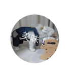 モコちゃんスタンプス（個別スタンプ：8）