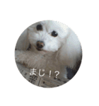 モコちゃんスタンプス（個別スタンプ：11）