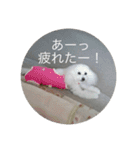 モコちゃんスタンプス（個別スタンプ：13）