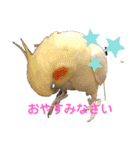 オカメインコ＆チワプー（個別スタンプ：2）