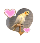 オカメインコ＆チワプー（個別スタンプ：3）