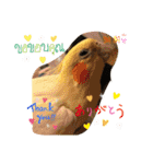 オカメインコ＆チワプー（個別スタンプ：5）