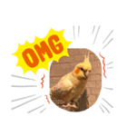 オカメインコ＆チワプー（個別スタンプ：7）