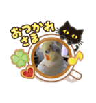 オカメインコ＆チワプー（個別スタンプ：9）
