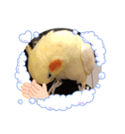 オカメインコ＆チワプー（個別スタンプ：16）