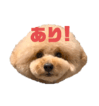 みんなのポポ（個別スタンプ：1）