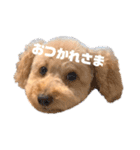 みんなのポポ（個別スタンプ：5）