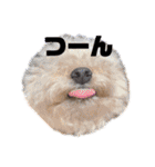 みんなのポポ（個別スタンプ：8）