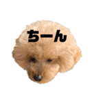 みんなのポポ（個別スタンプ：9）