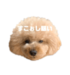 みんなのポポ（個別スタンプ：10）