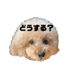 みんなのポポ（個別スタンプ：11）