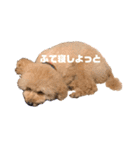 みんなのポポ（個別スタンプ：12）