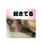 ルフィのまいにちスタンプ（個別スタンプ：3）