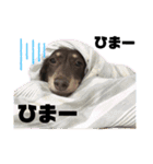 ルフィのまいにちスタンプ（個別スタンプ：5）
