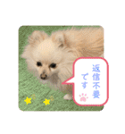 チワワみたいなポメラニアン。リコたん2（個別スタンプ：15）