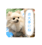 チワワみたいなポメラニアン。リコたん2（個別スタンプ：18）