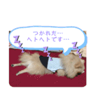 チワワみたいなポメラニアン。リコたん2（個別スタンプ：19）