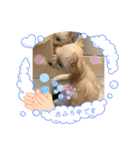 チワワみたいなポメラニアン。リコたん2（個別スタンプ：21）