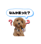 マロニースタンプ♡（個別スタンプ：16）