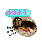 まるこ22（個別スタンプ：1）
