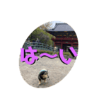 まるこ22（個別スタンプ：7）