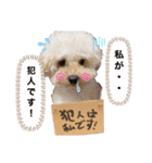 トイプードルのぷりんくん♡2（個別スタンプ：2）