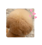 トイプードルのぷりんくん♡2（個別スタンプ：7）