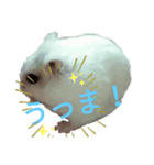 ハルマメ（個別スタンプ：3）