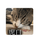 ニャーンとワンの日常（個別スタンプ：5）