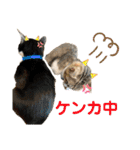 ニャーンとワンの日常（個別スタンプ：10）