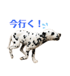 ニャーンとワンの日常（個別スタンプ：12）