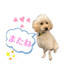 ニャーンとワンの日常（個別スタンプ：15）