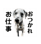ニャーンとワンの日常（個別スタンプ：20）