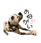 ニャーンとワンの日常（個別スタンプ：22）