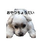 迎賓館前ワンだーらんど♪40（個別スタンプ：8）