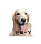 迎賓館前ワンだーらんど♪40（個別スタンプ：37）