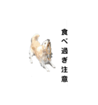迎賓館前ワンだーらんど♪40（個別スタンプ：40）