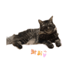 チヂミ 笑 天 2（個別スタンプ：6）