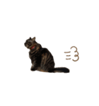 チヂミ 笑 天 2（個別スタンプ：20）