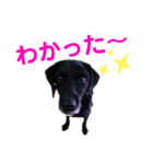 黒ラブデイルの日常会話（個別スタンプ：2）