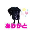 黒ラブデイルの日常会話（個別スタンプ：4）