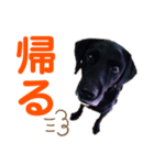 黒ラブデイルの日常会話（個別スタンプ：6）