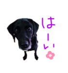 黒ラブデイルの日常会話（個別スタンプ：7）