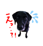 黒ラブデイルの日常会話（個別スタンプ：11）